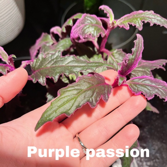 no brand Other Live Rare Purple Passion Plant Cuttings For